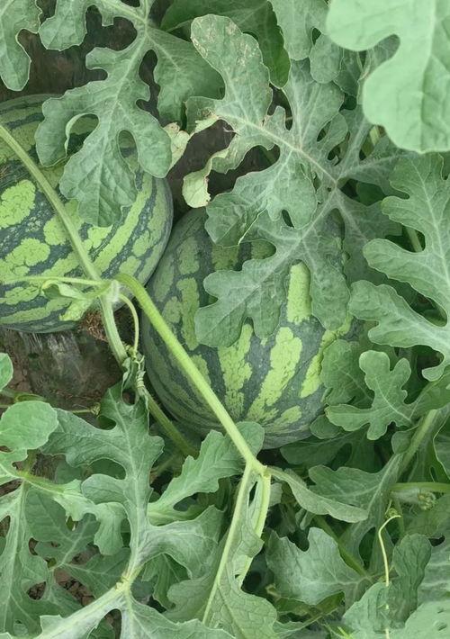 无锡市吃瓜,瓜果飘香，品味夏日清凉美食之旅