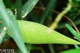 梢瓜吃的好处,营养丰富的健康佳品，养生保健的天然良药”