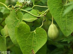 梢瓜吃的好处,营养丰富的健康佳品，养生保健的天然良药”