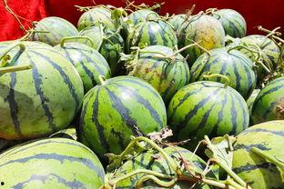 吃瓜被相中,被导演相中开启演艺生涯