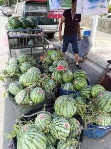 泰兴城东吃货吃瓜事件,一场美食与娱乐的狂欢盛宴