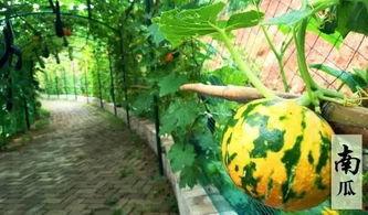 假期吃瓜的视频,视频带你领略热门事件背后的真相