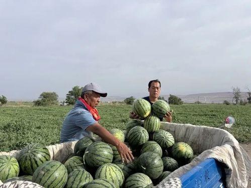 晴隆吃瓜,探寻贵州晴隆的甜蜜诱惑