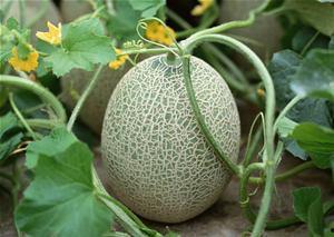 吃哈密瓜歌,一首歌中的瓜果风情