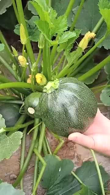 圆形白瓜怎么吃,圆形白瓜的多彩食法探索