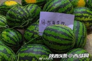 _吃瓜幸运,探寻网络热词背后的文化现象