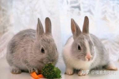 小兔吃茭瓜吗,小兔的茭瓜美食之旅